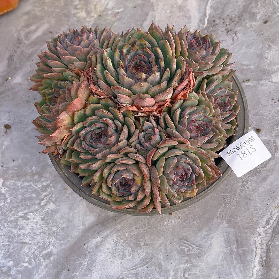 默***默1813蓝色妖姬多肉植物多肉