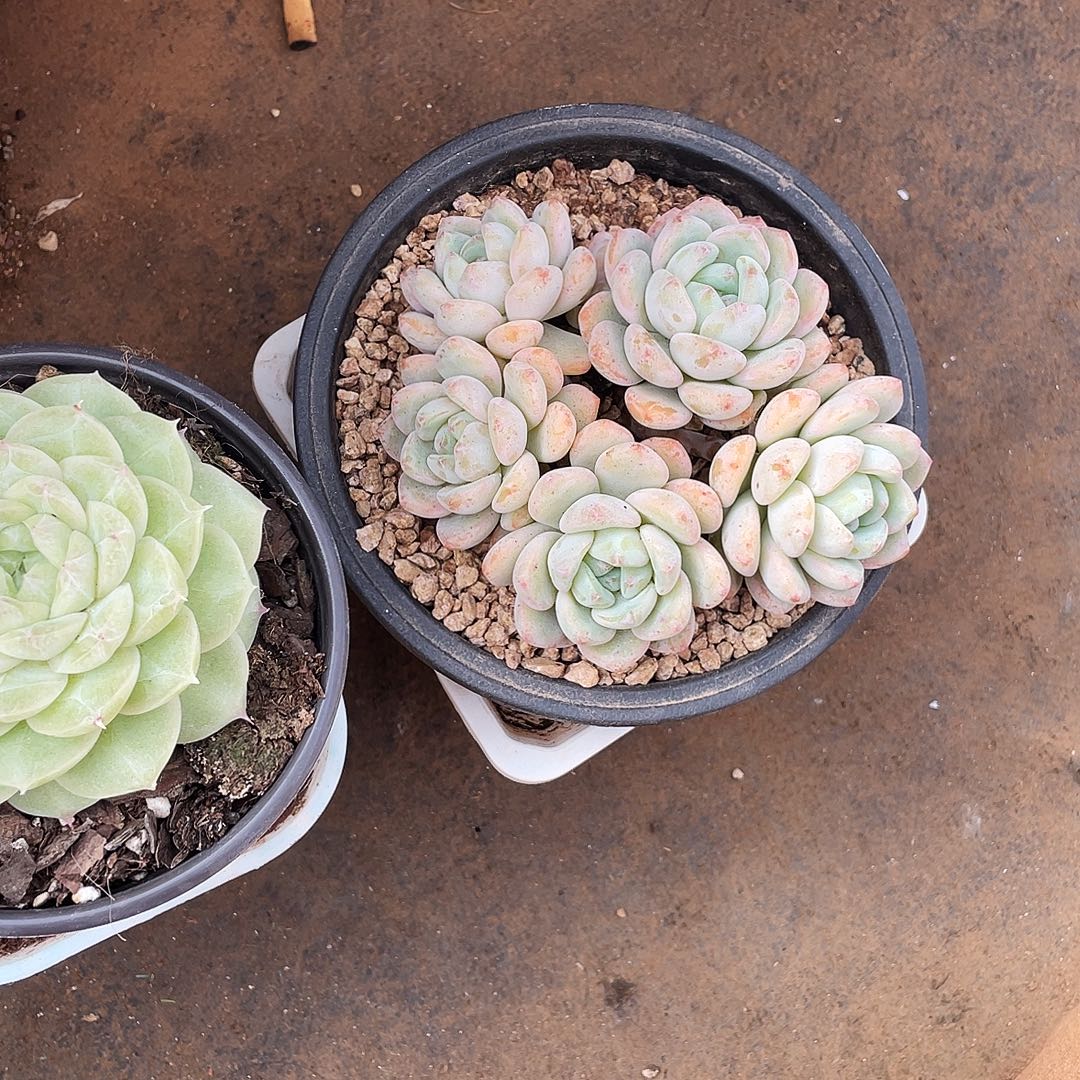 猫***猫猫猫姐多肉链接的