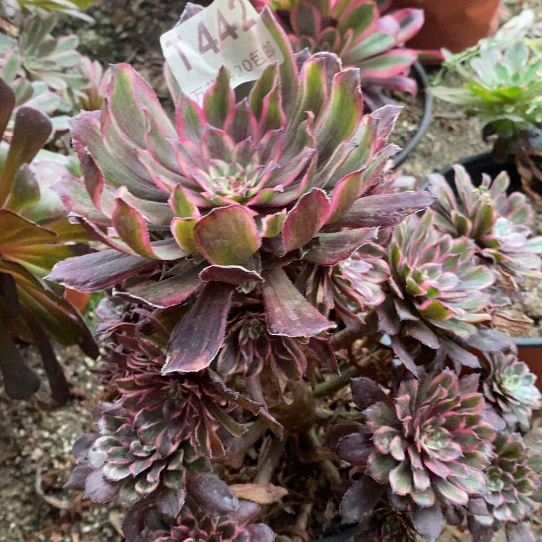 442紫霞仙子多肉植物