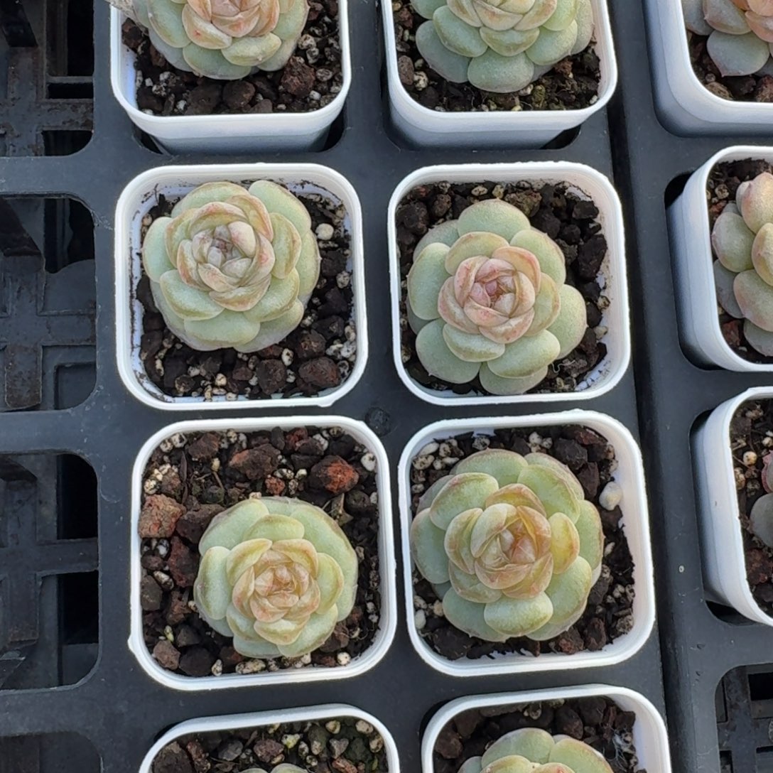 1123-13-金佰利单头量拍