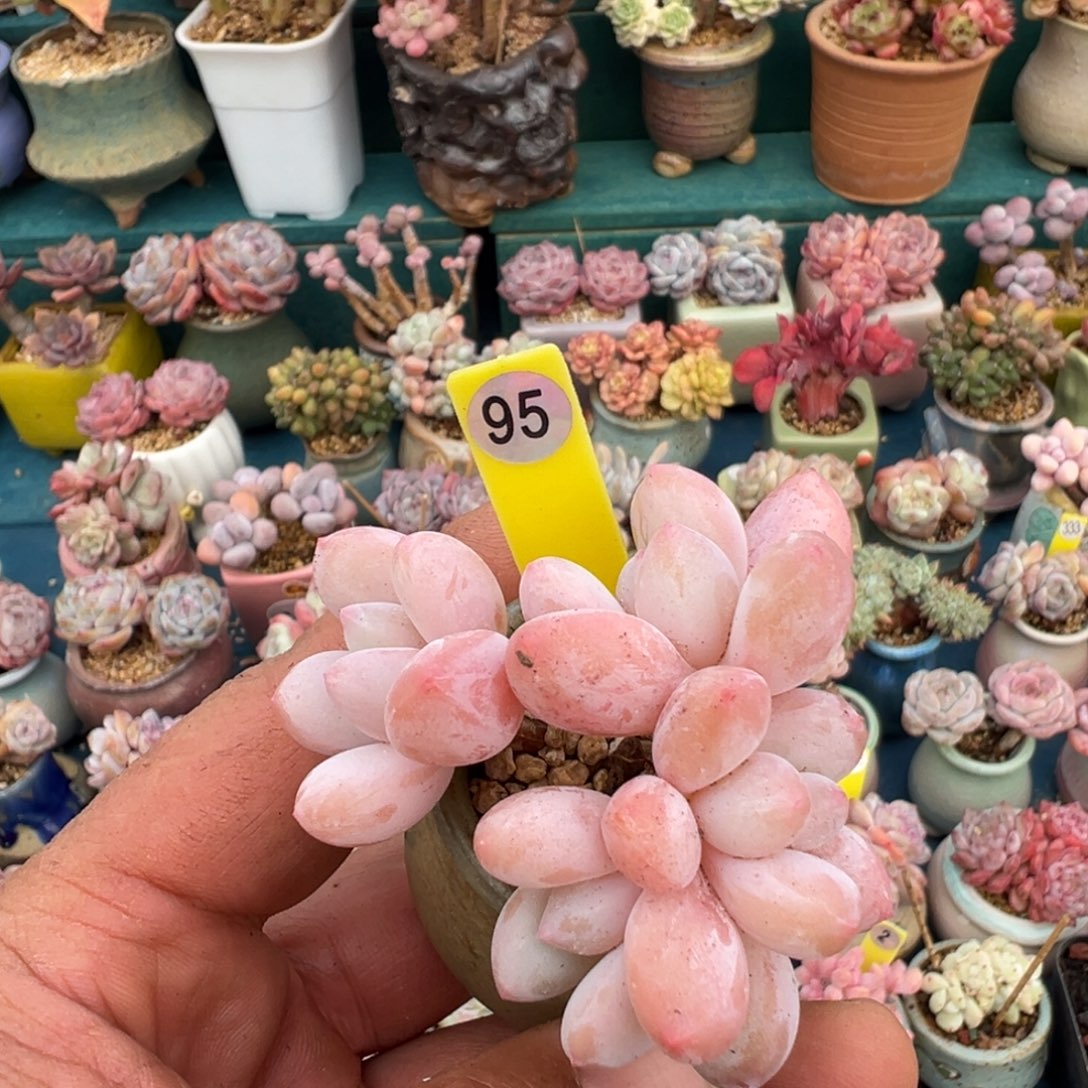 95号香水带盆土发