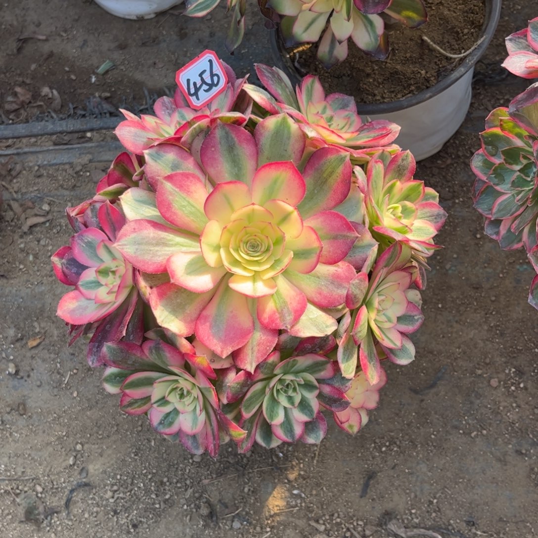 456多肉植物荔枝法师