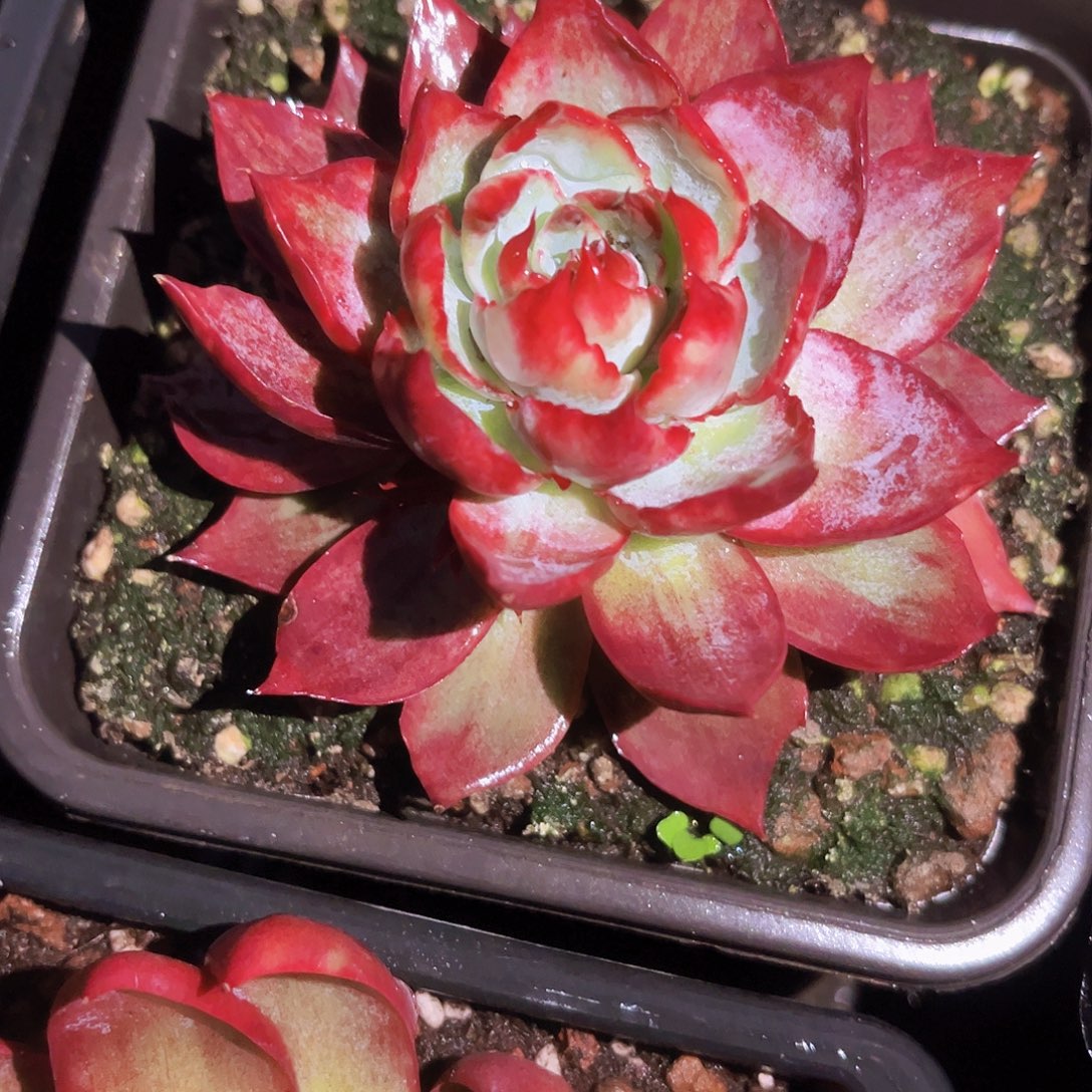 惊鸿9公分噢噢噢噢噢噢噢