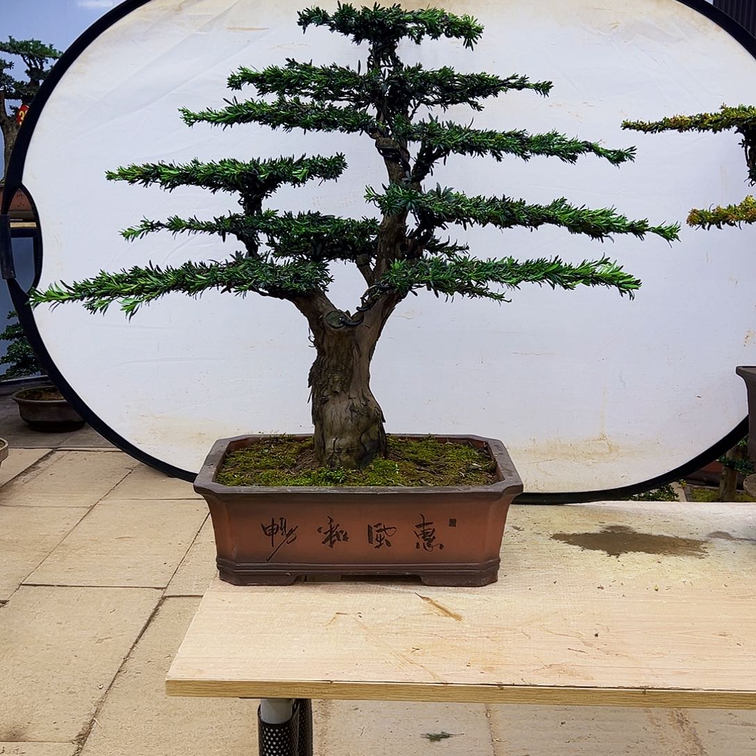 无花朵0000000000000000