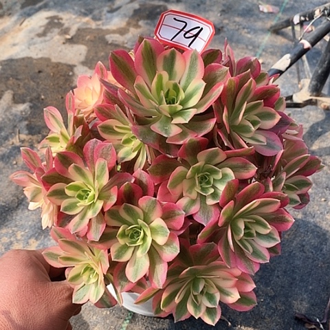 粉女巫捧花老桩法师79链接