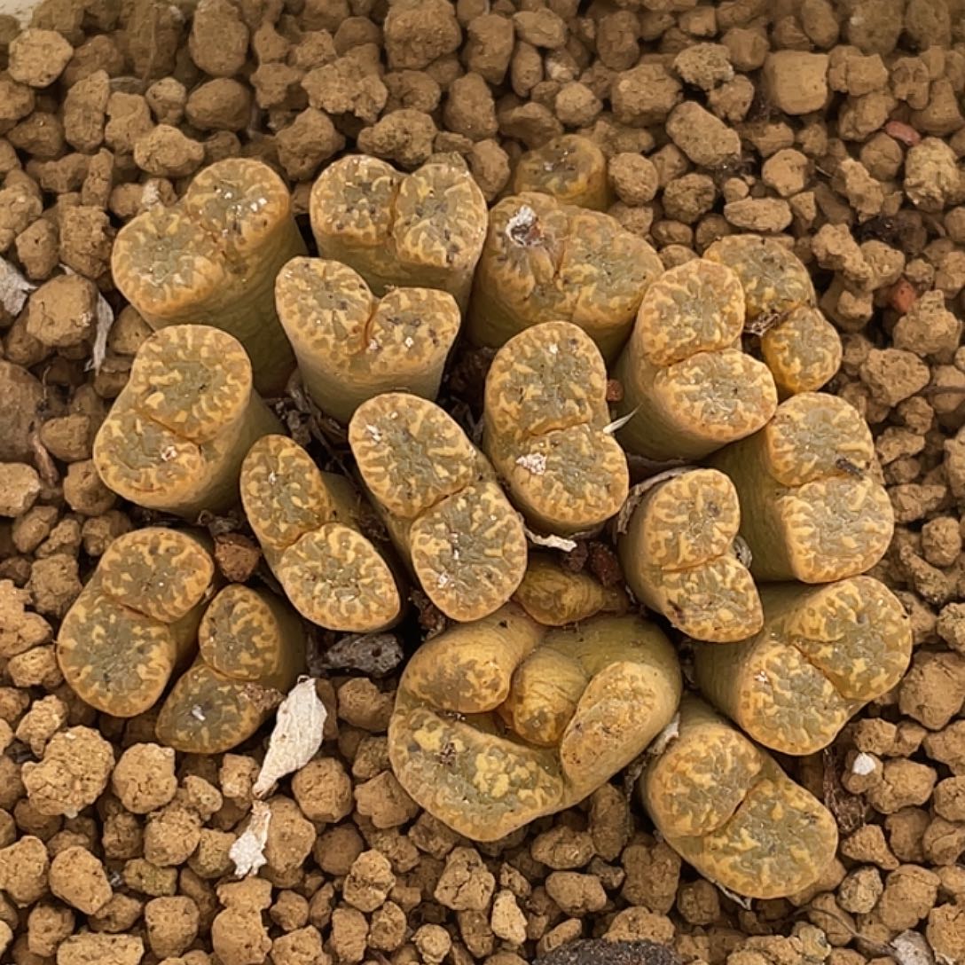 24-34勋章多肉植物