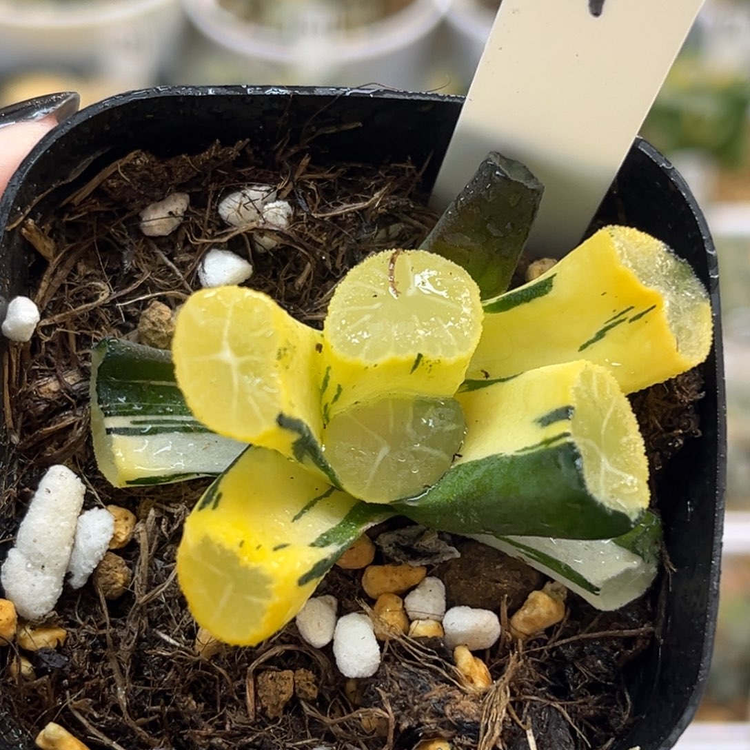 7玉龙万象锦福利专场