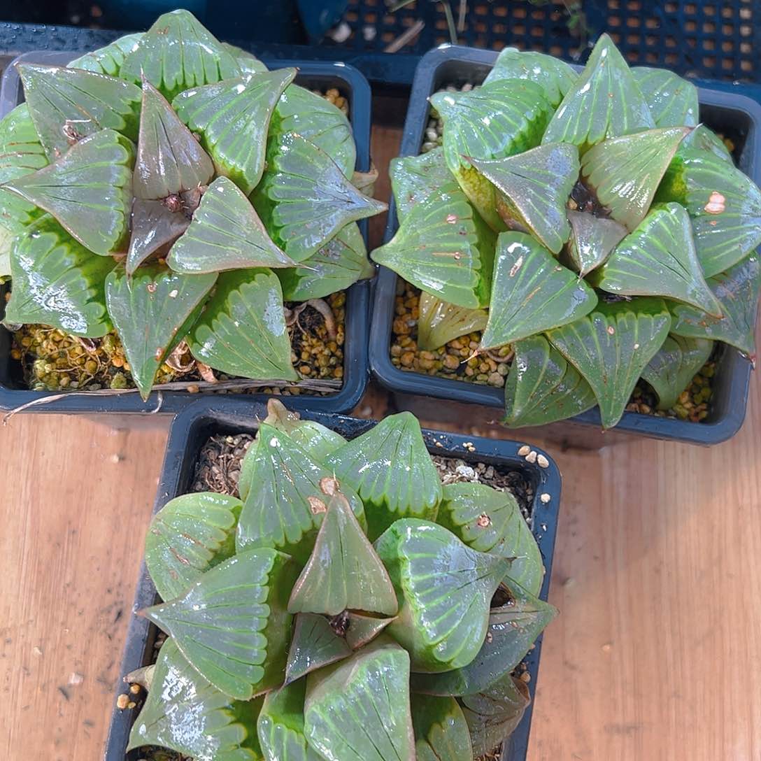 瑕疵媚凤母本玉露多肉一颗