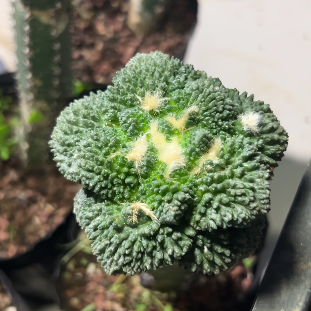 429 仙人球的比赛将