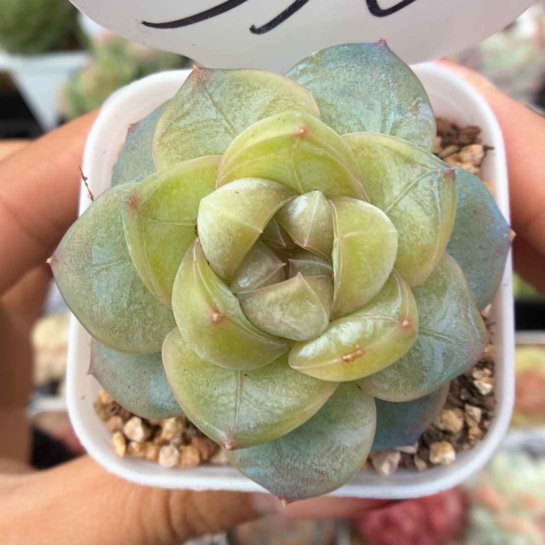 碎冰新品可拍310号。