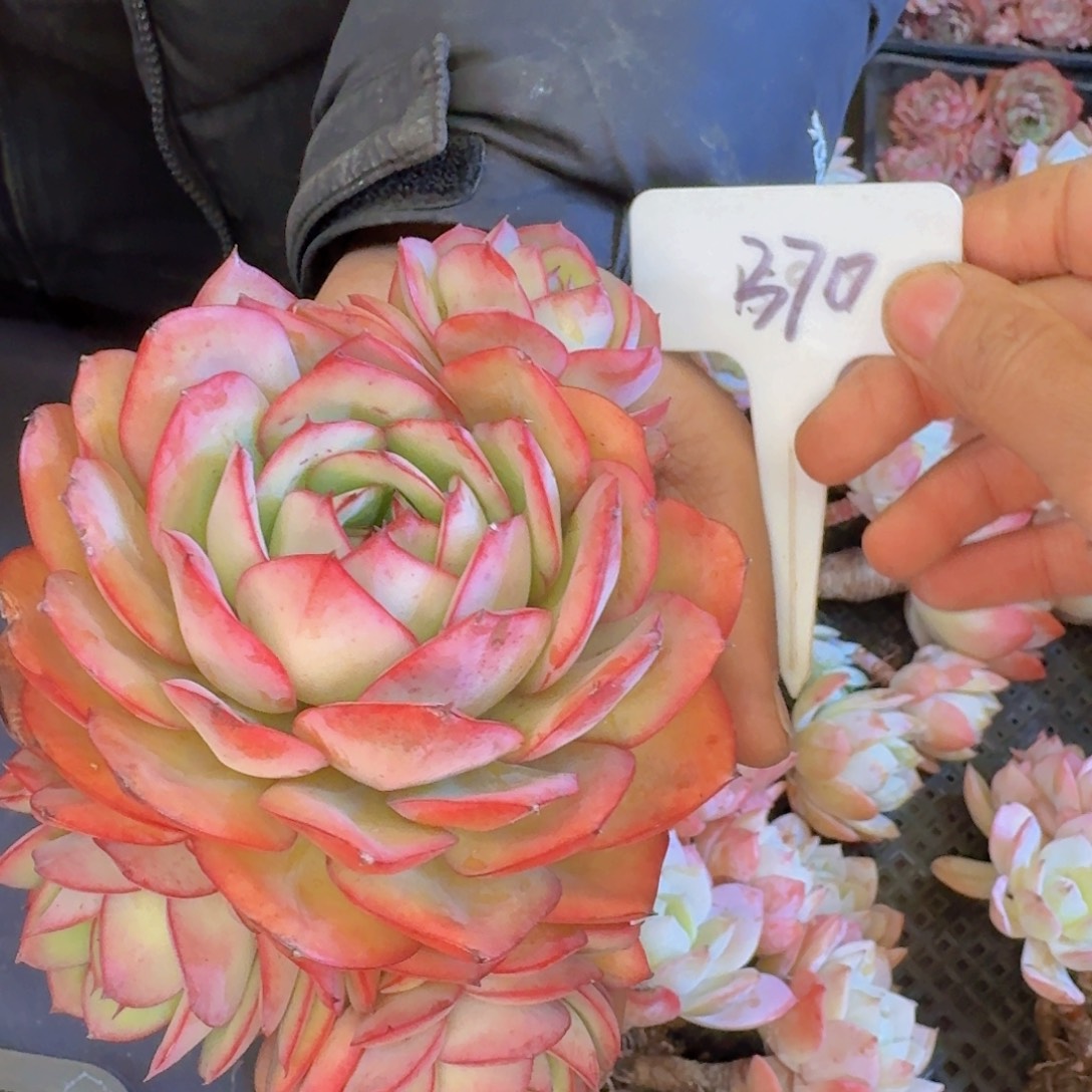 多肉植物的生长发育和生长发育等