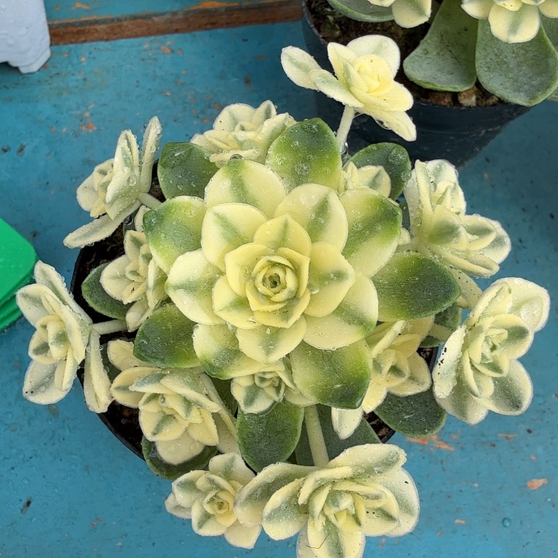 猫眼玫瑰锦，多肉植物