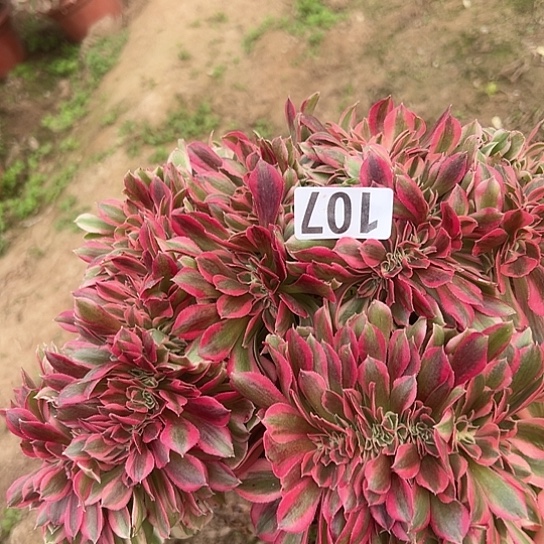 小***妹多肉植物一个女巫107