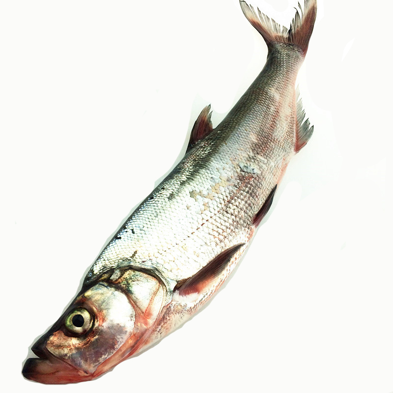 洪湖大白刁洪湖特产阳干鱼