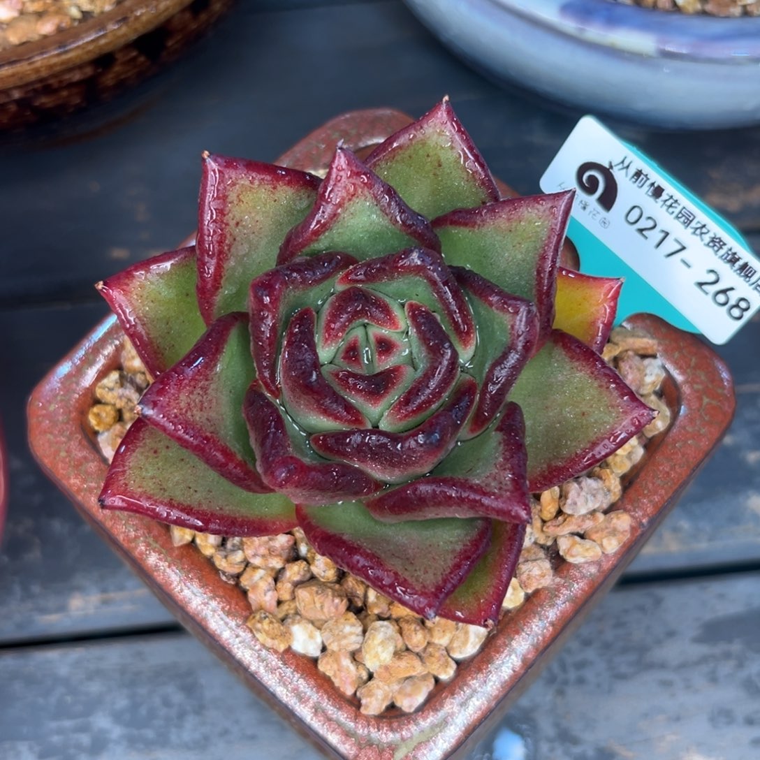 多肉一物一拍0217-268