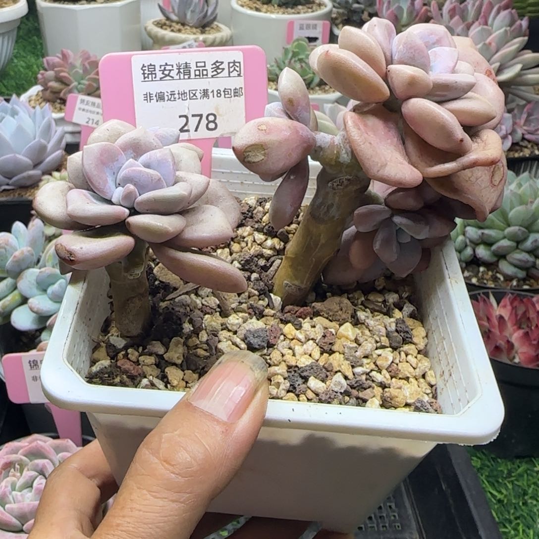 锦安精品多肉植物278