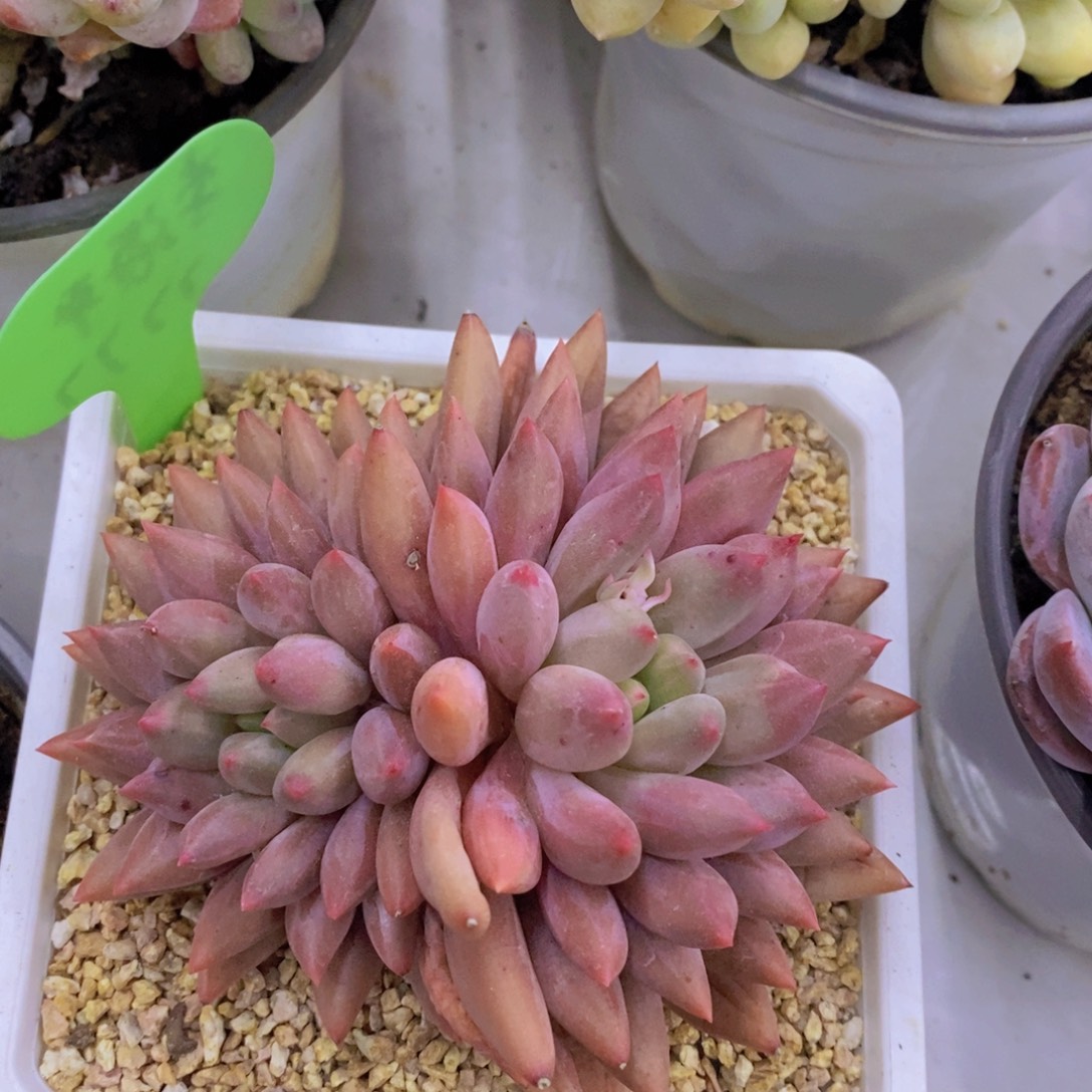 多肉植物，一物一拍，第5场