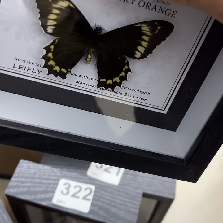 ****n蝴蝶标本定制326@