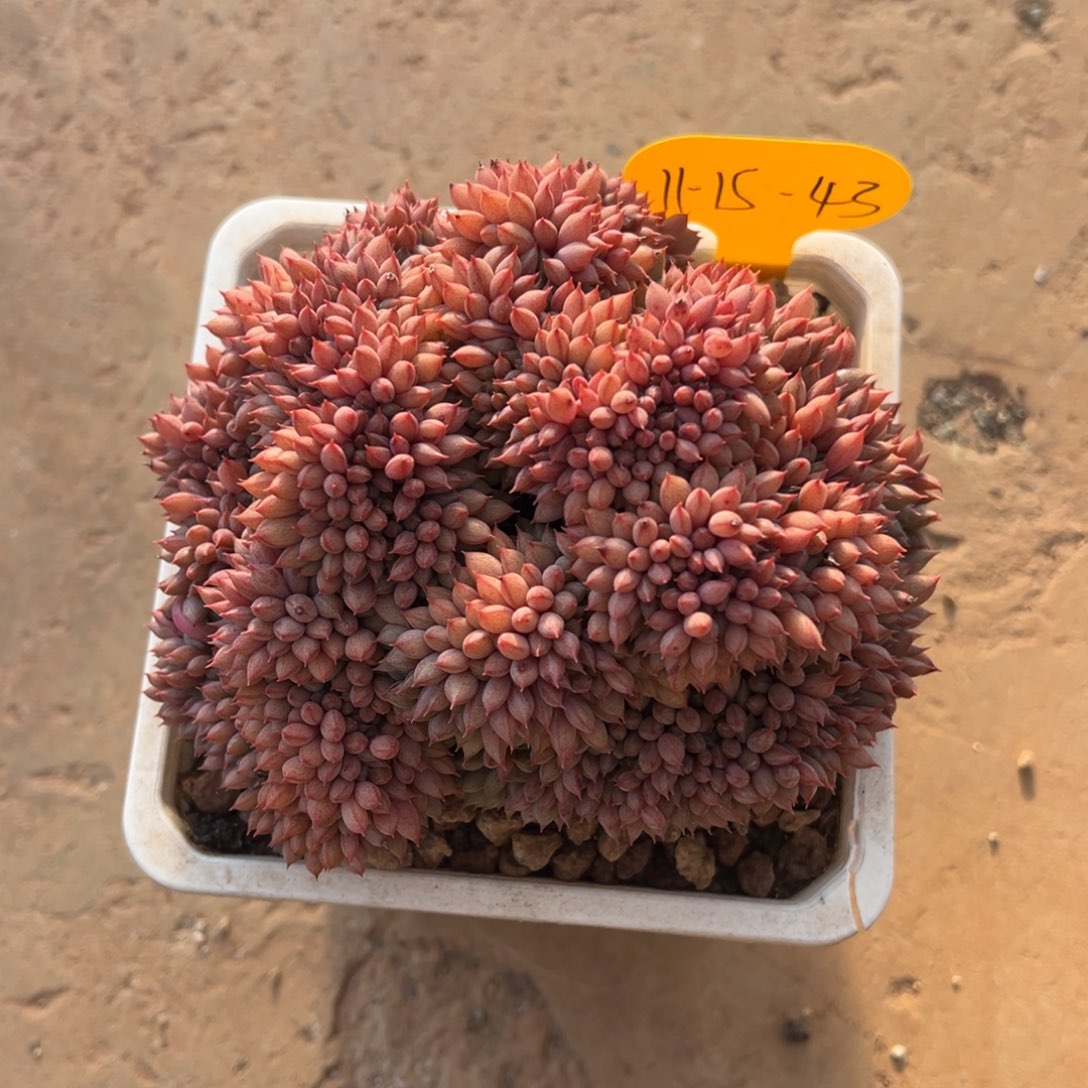 11-15-43胖丁缀多肉植物