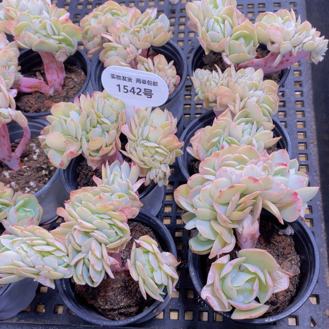 1542号 带板子碧桃缀化一颗