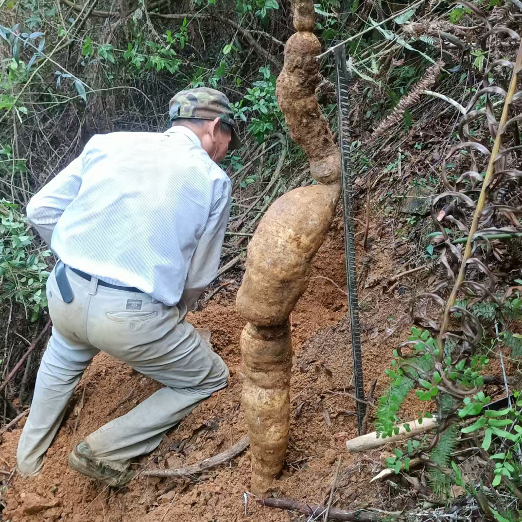 优质芡实、野生牛大力、千金拔
