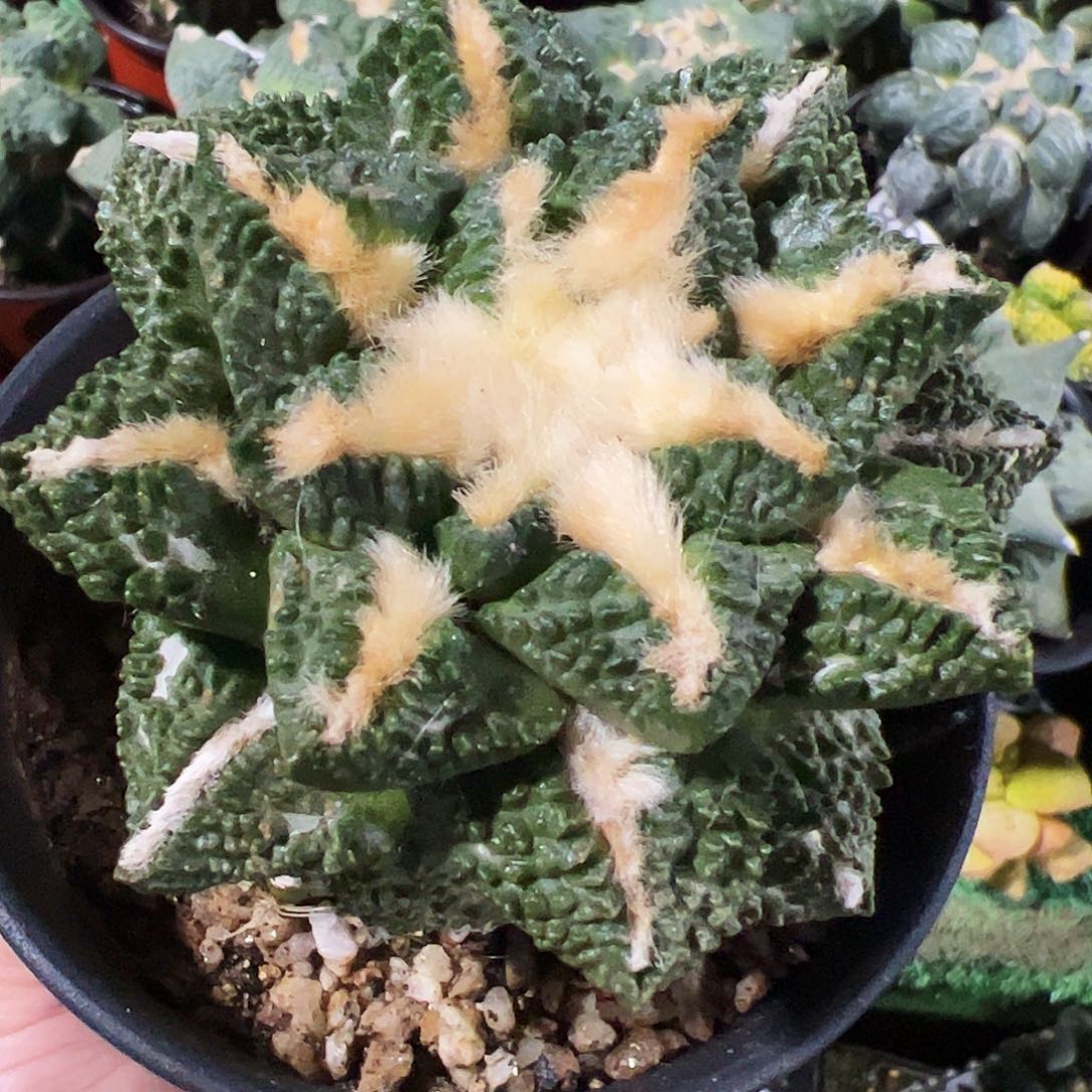 无花朵龟甲牡丹497