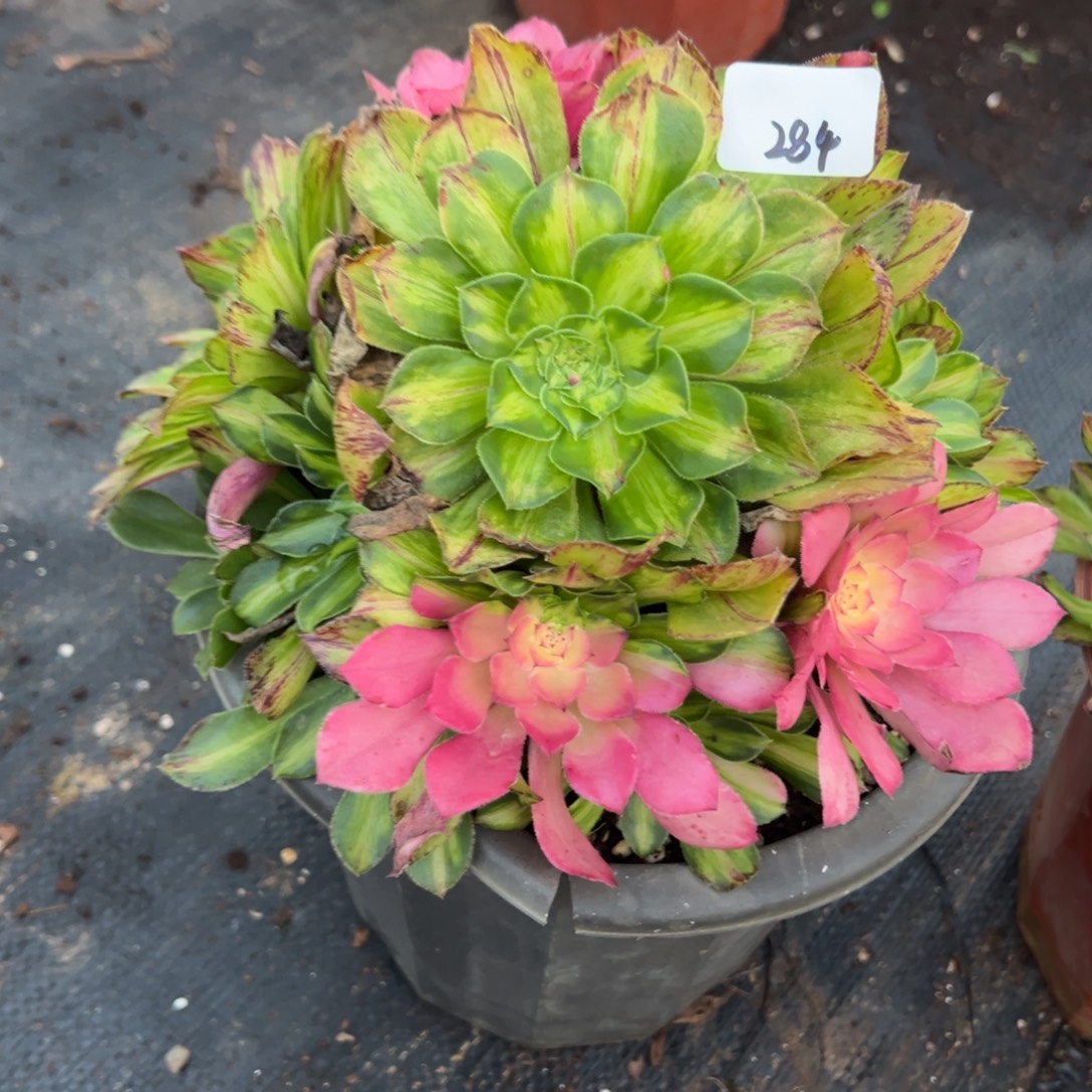 284知否多肉多肉多肉多肉