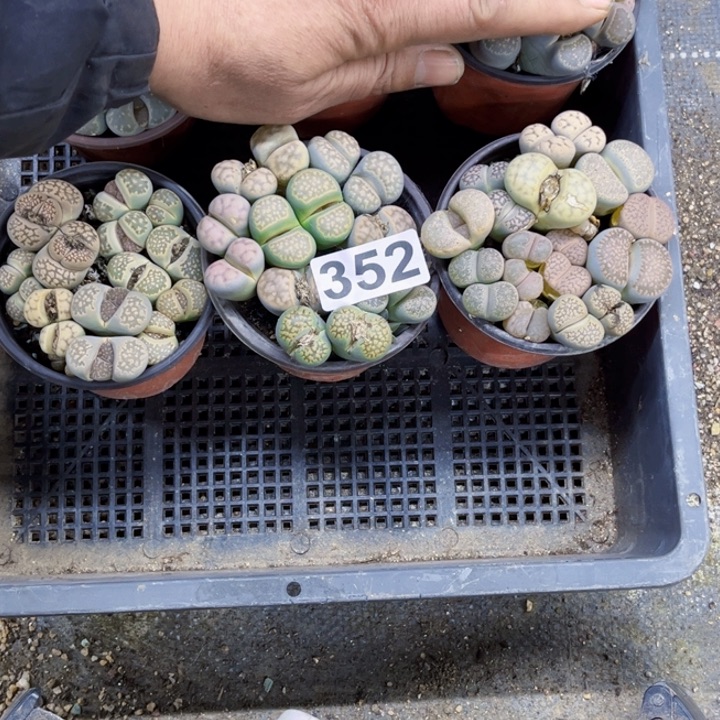 352 生石花一物一图如图带盆