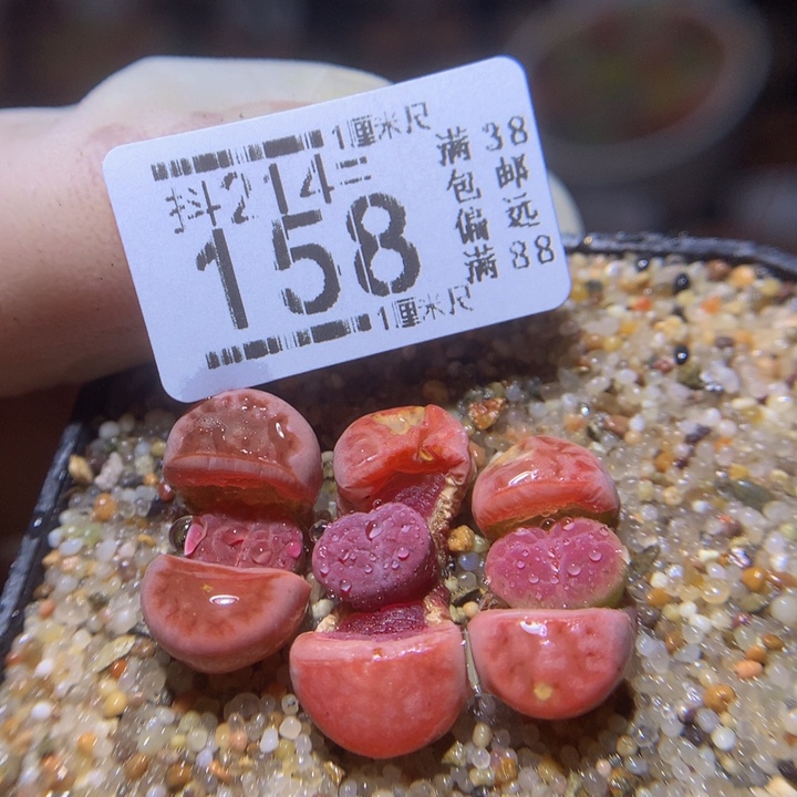 精品生石花214.158