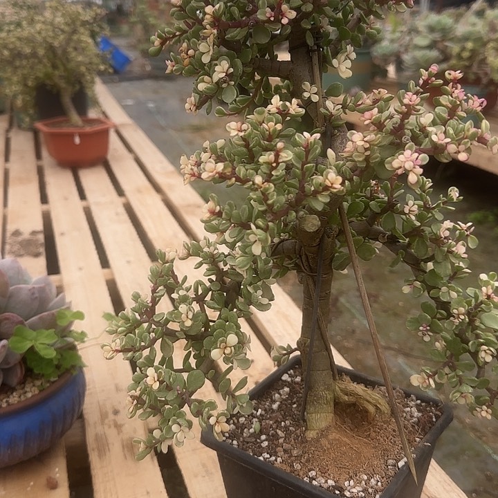 青*147雅乐脱土发货不退不换