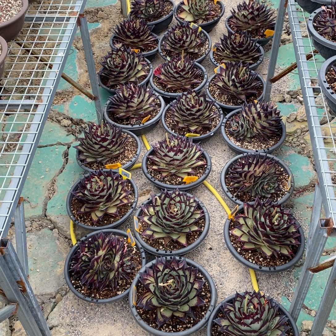 舍*美乌20送2打包福利B-25.3.6