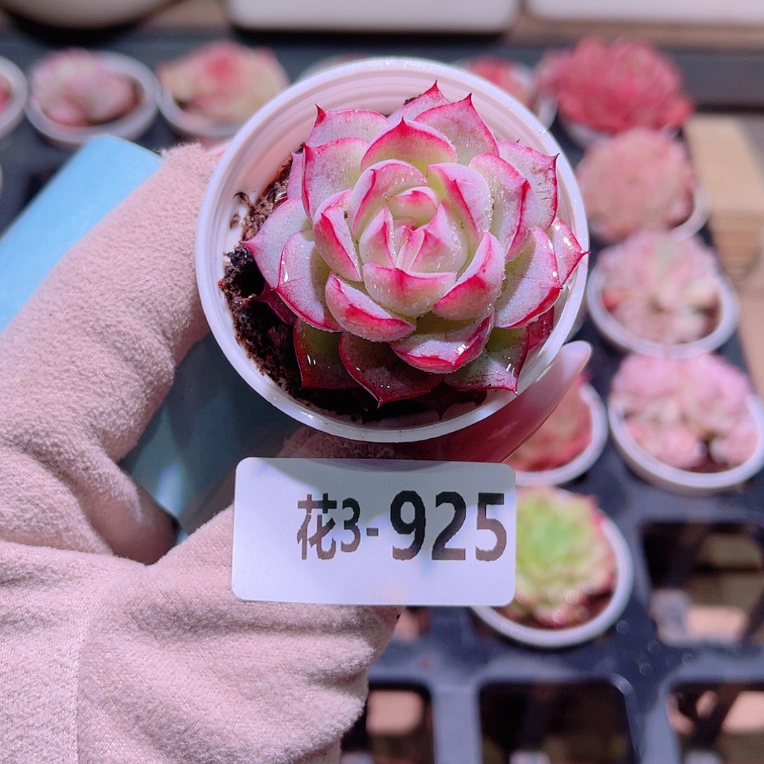 花利美3-925女王