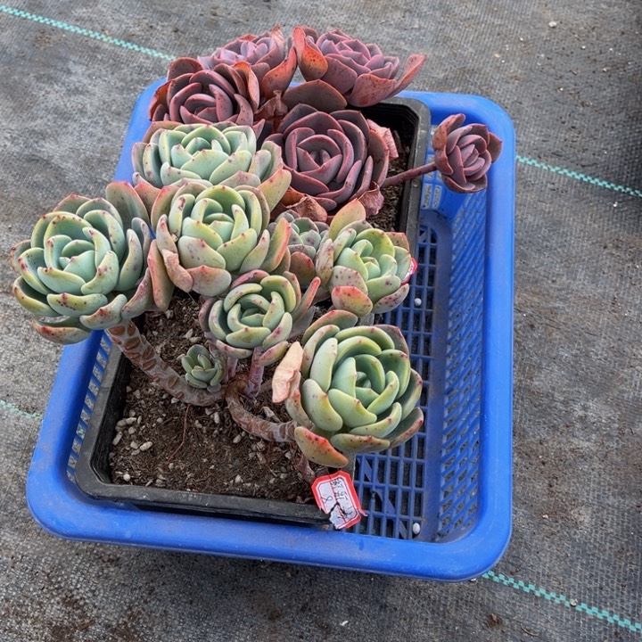 @****洛白月光一颗