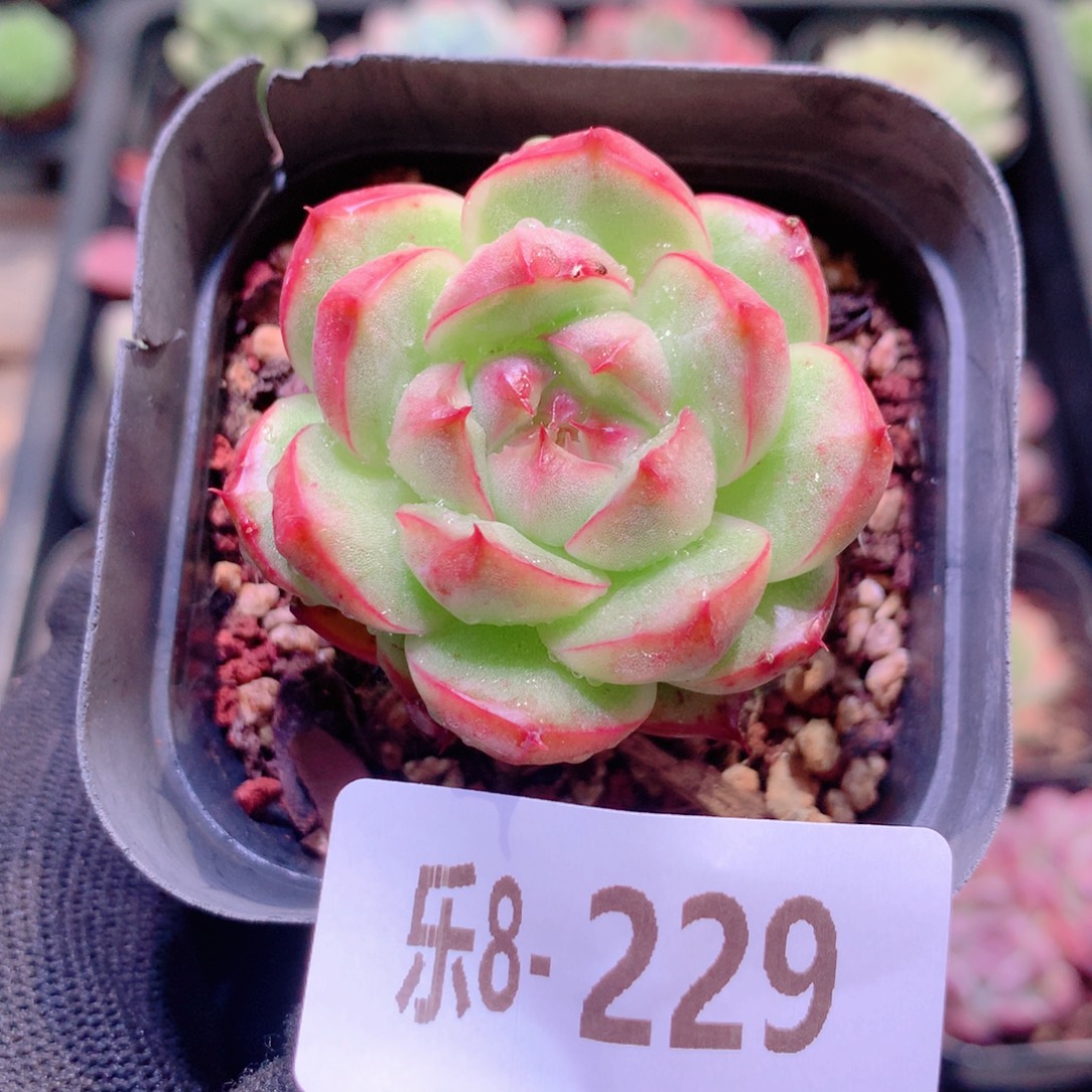 乐然8-229 麦秆单头 