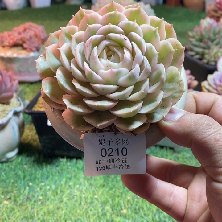 0210啊啊啊啊啊啊啊啊啊啊