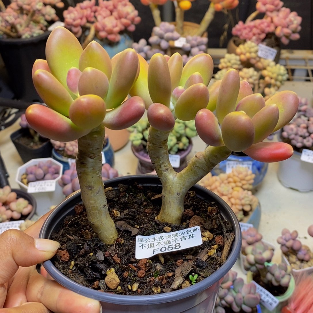 058金蟾多肉整13c m