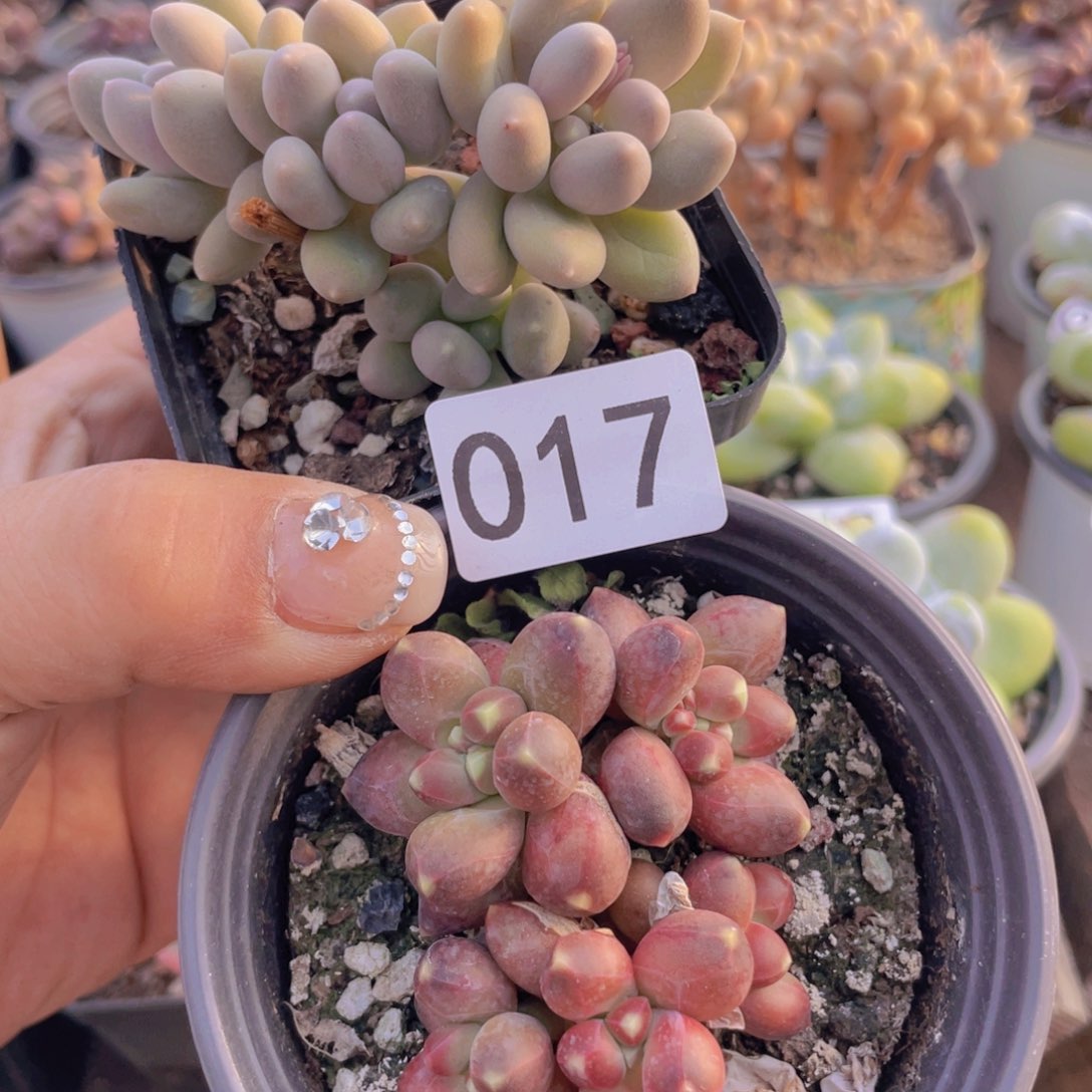 多肉植物多肉植物