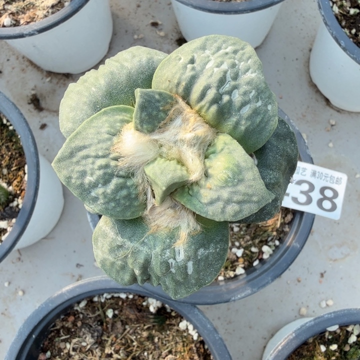 无花朵438超白肌大尤牛舌西三