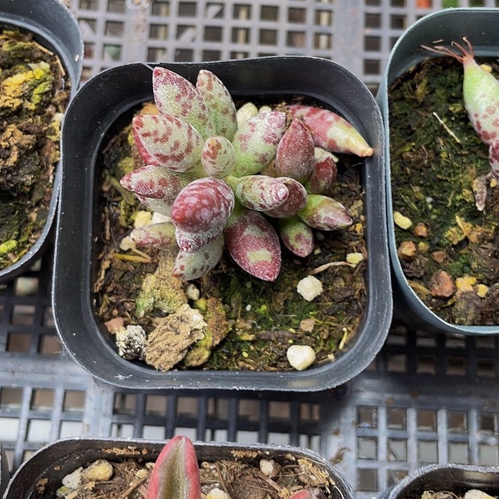 梅花鹿水泡带哦土发