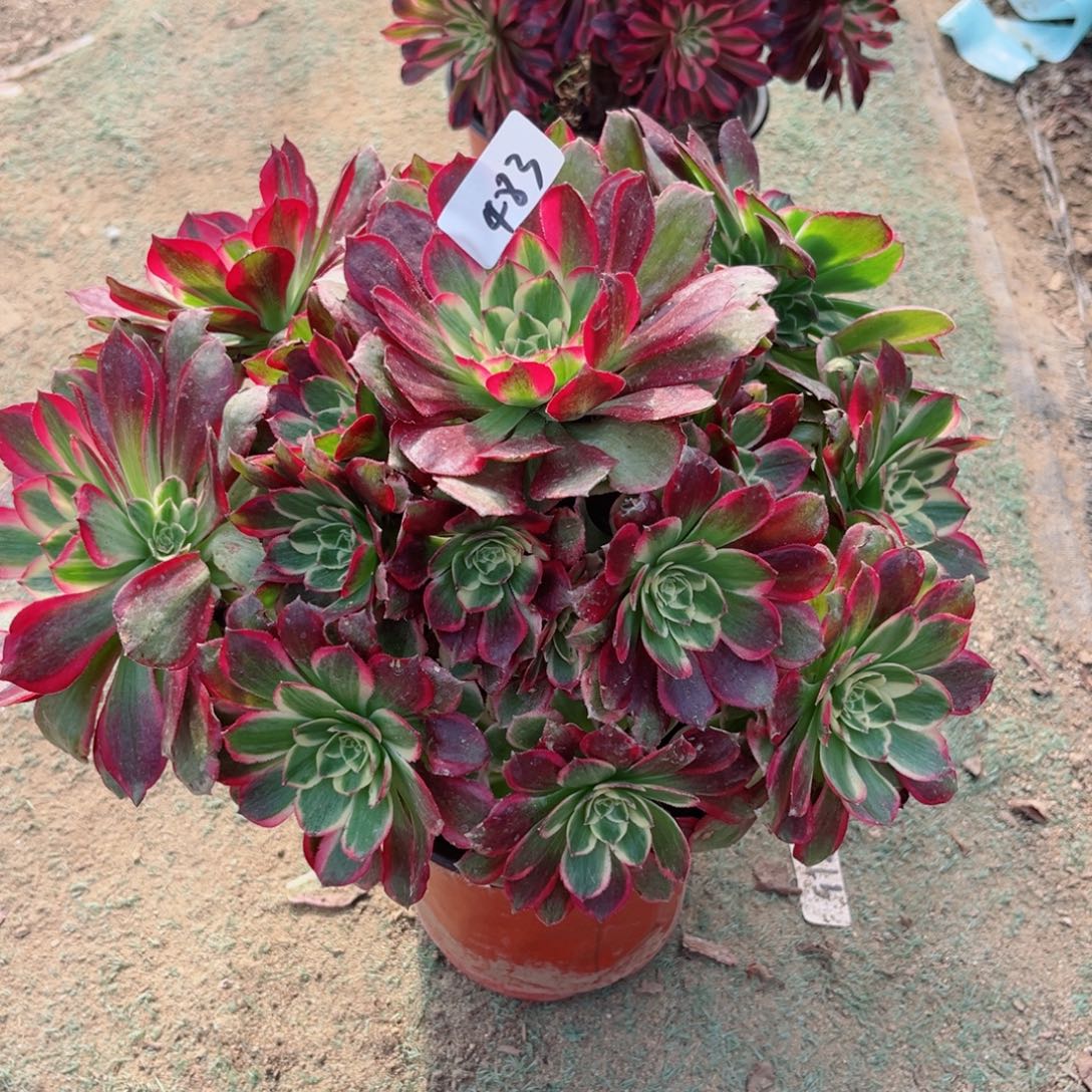 483粉体海王多肉植物