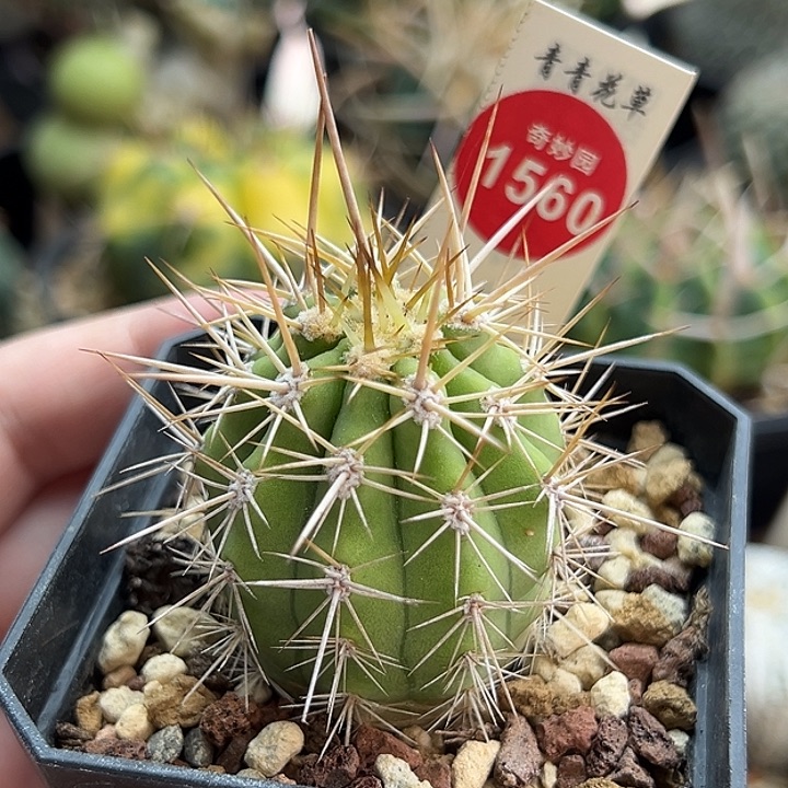 实生狂刺锦鸡龙3.9cm