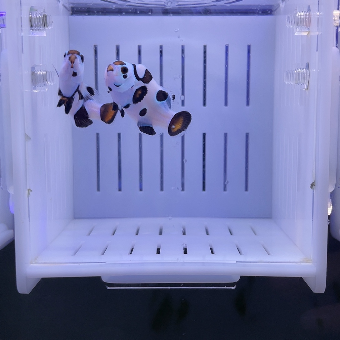 海水鱼毕卡猫小丑鱼