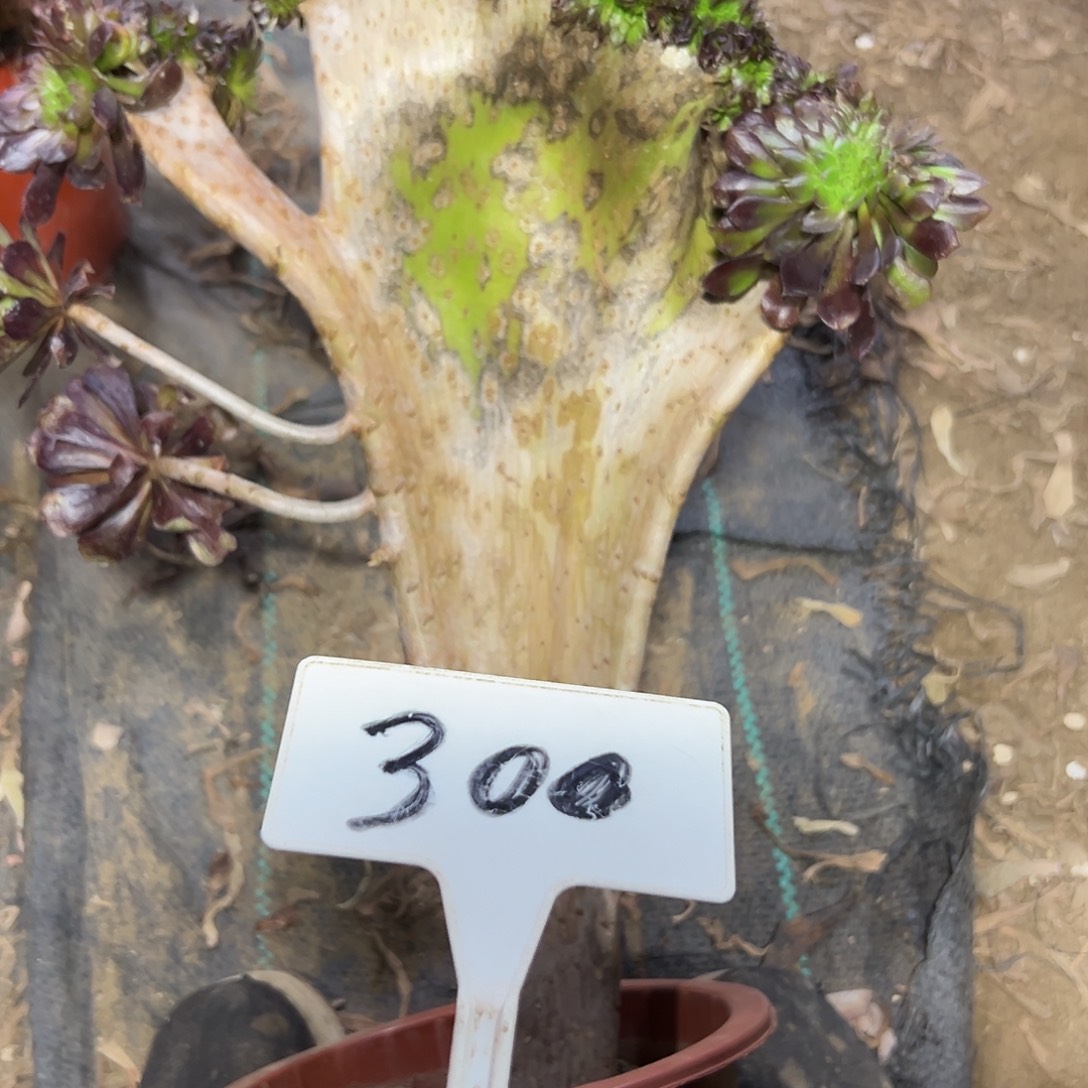 多肉植物铜壶一体化300