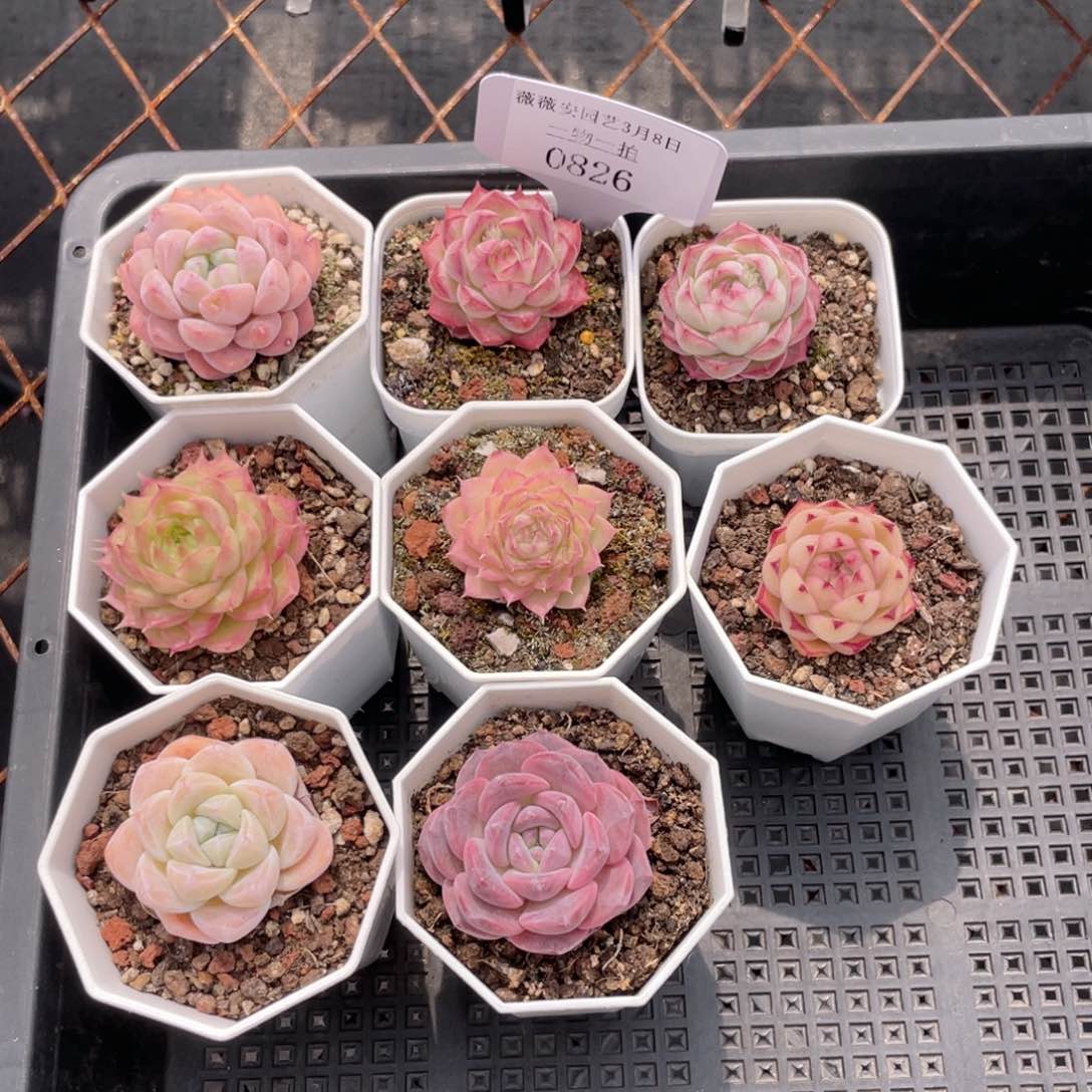 薇薇安园艺多肉0826