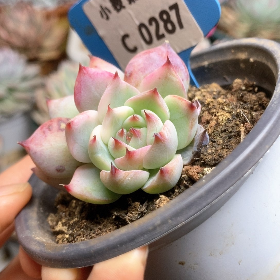 C287锦锦锦锦锦锦锦