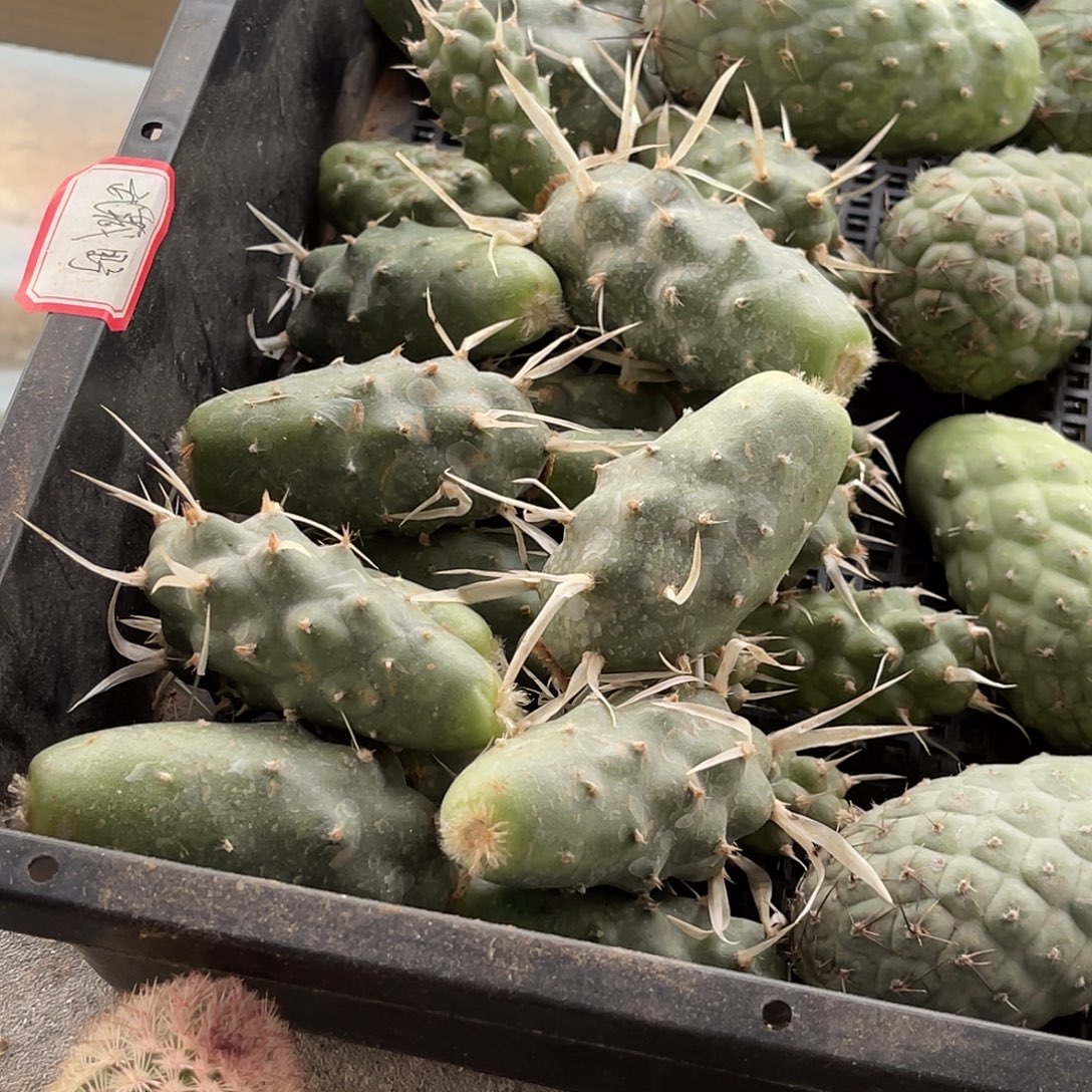 武藏野侧芽高5公分