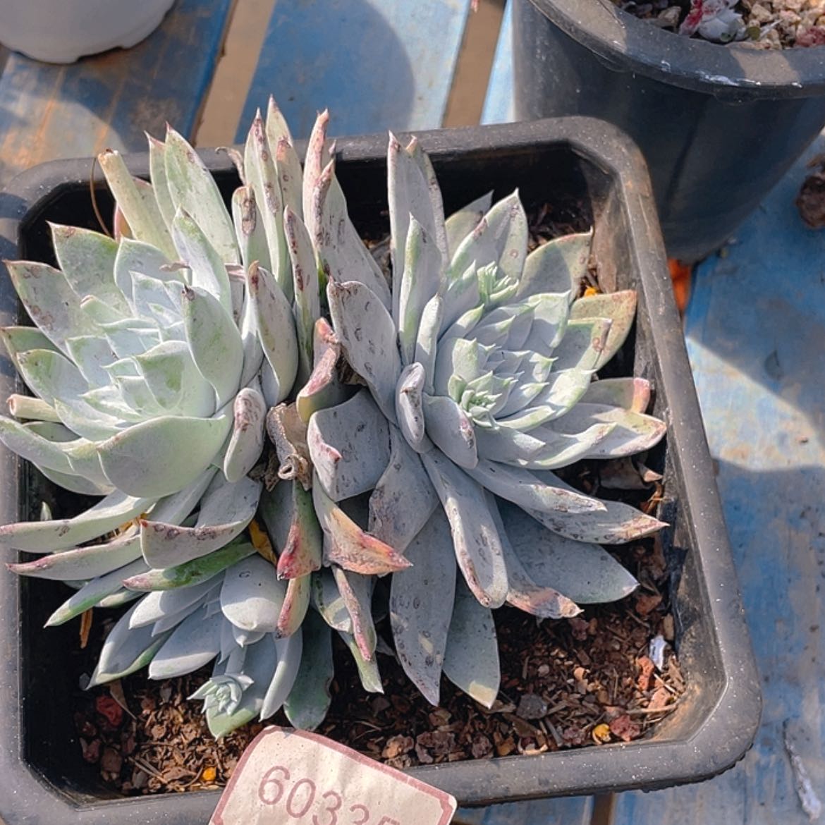 【闪购商品】牡丹苹果