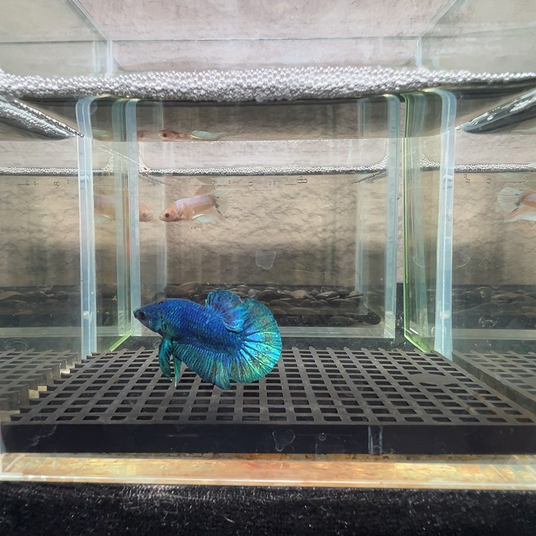 斗鱼阿浩泰斗11日58