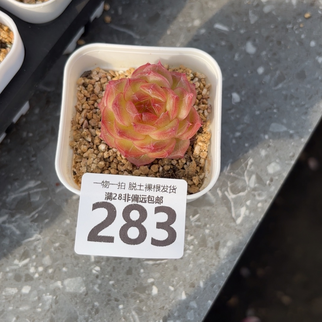 珍翡单头无盆土发货