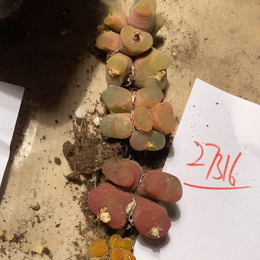 27316。  一组群生多头。 